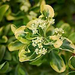 Altuni Taflan Çiçeği