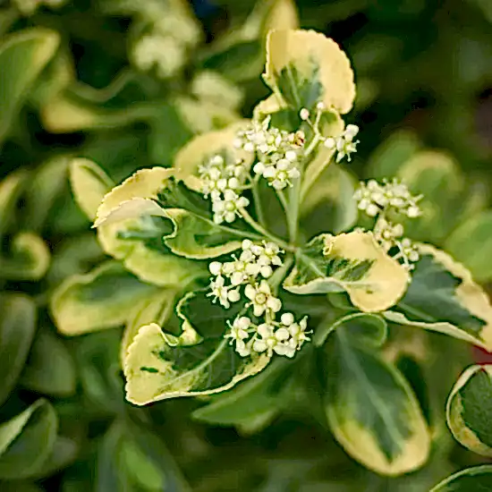 Altuni Taflan Çiçeği