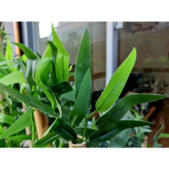 Ahşap Bambu Saksısı I Bambu Çiçeklik